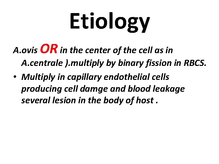 Etiology A. ovis OR in the center of the cell as in A. centrale