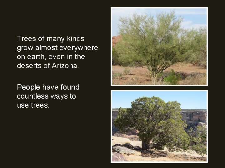 Trees of many kinds grow almost everywhere on earth, even in the deserts of