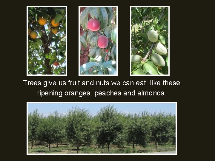 Trees give us fruit and nuts we can eat, like these ripening oranges, peaches