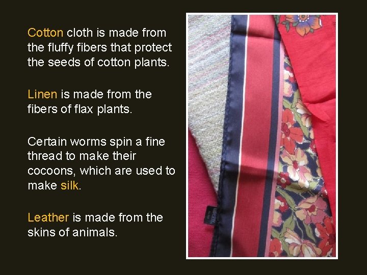 Cotton cloth is made from the fluffy fibers that protect the seeds of cotton