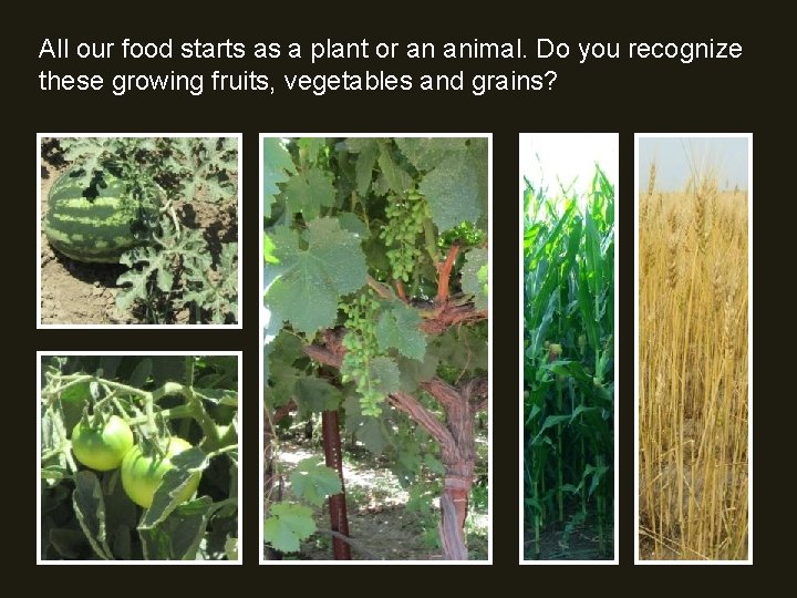 All our food starts as a plant or an animal. Do you recognize these