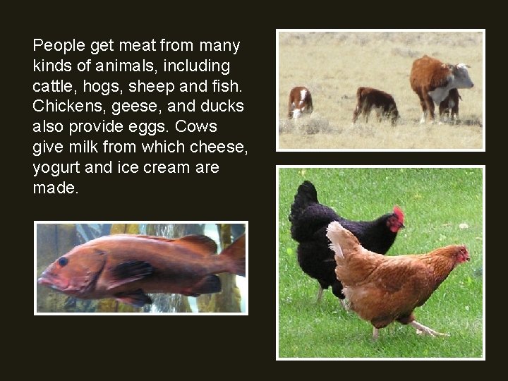 People get meat from many kinds of animals, including cattle, hogs, sheep and fish.