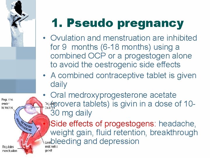 1. Pseudo pregnancy • Ovulation and menstruation are inhibited for 9 months (6 -18