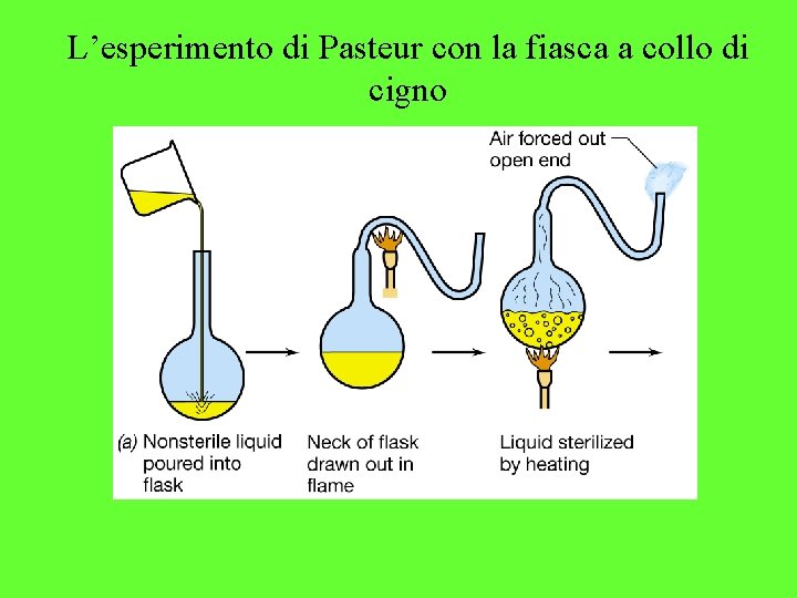 L’esperimento di Pasteur con la fiasca a collo di cigno 