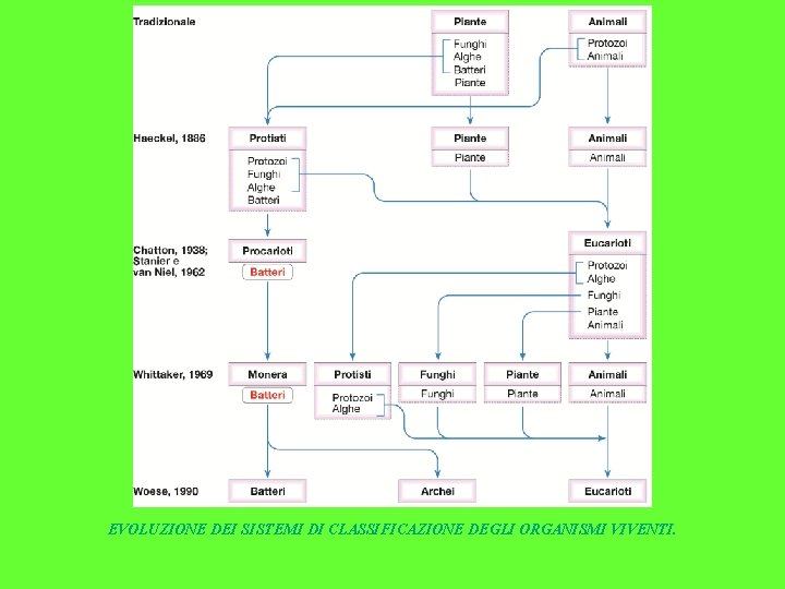 EVOLUZIONE DEI SISTEMI DI CLASSIFICAZIONE DEGLI ORGANISMI VIVENTI. 