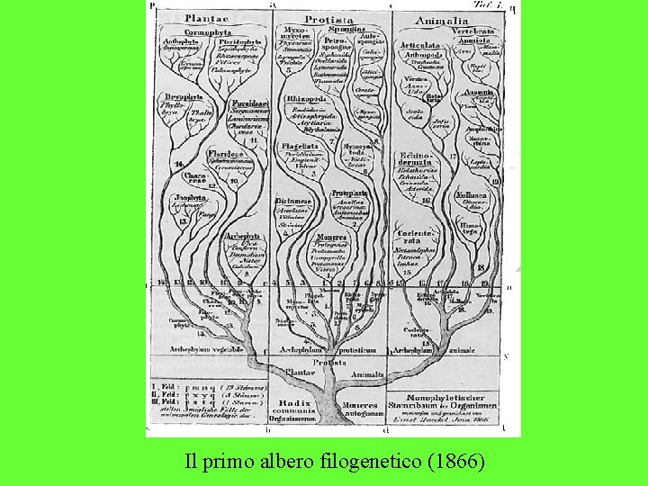 Il primo albero filogenetico (1866) 