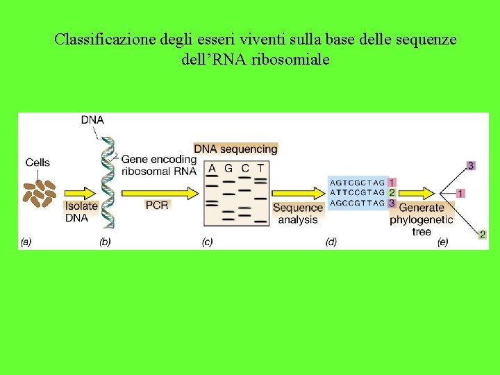 Classificazione degli esseri viventi sulla base delle sequenze dell’RNA ribosomiale 