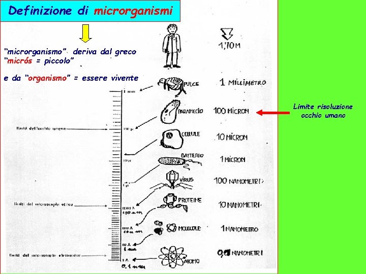 Definizione di microrganismi “microrganismo” deriva dal greco “micrós = piccolo” e da “organismo” =