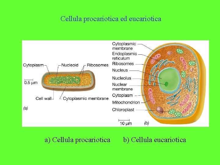 Cellula procariotica ed eucariotica a) Cellula procariotica b) Cellula eucariotica 