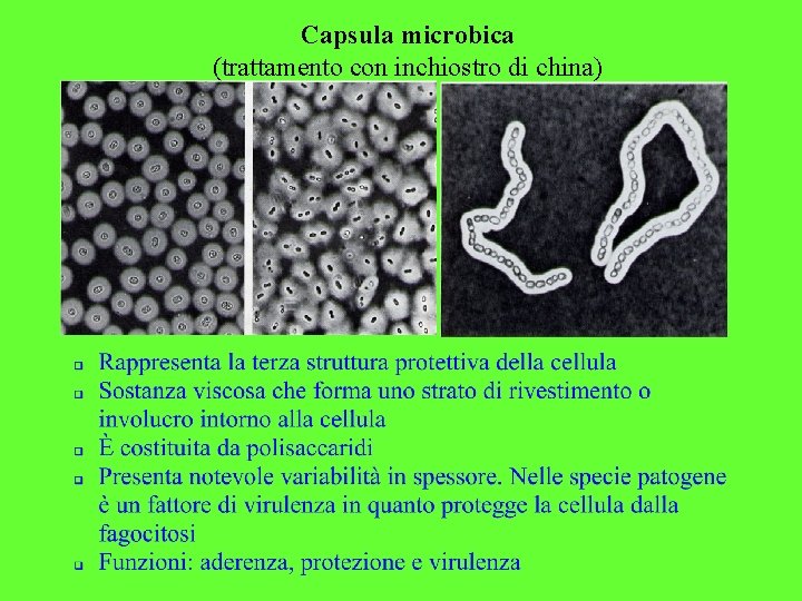 Capsula microbica (trattamento con inchiostro di china) 