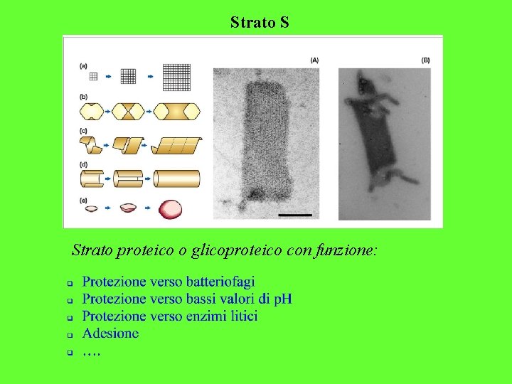 Strato S Strato proteico o glicoproteico con funzione: 