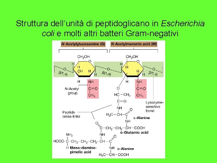 Struttura dell’unità di peptidoglicano in Escherichia coli e molti altri batteri Gram-negativi 