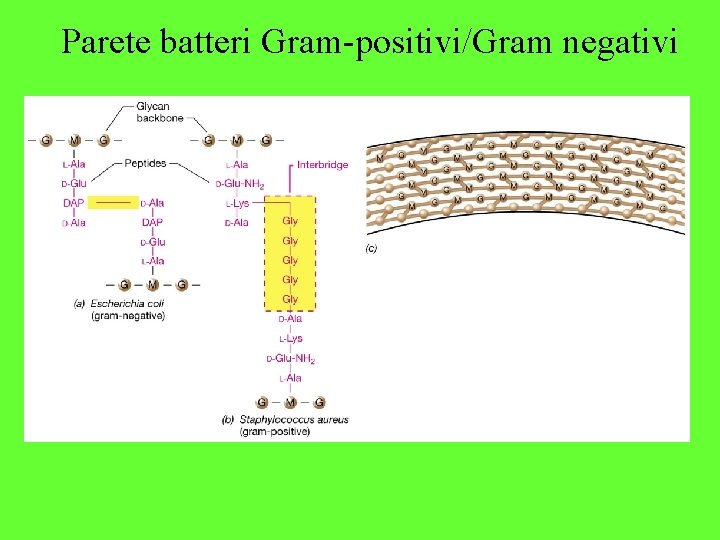 Parete batteri Gram-positivi/Gram negativi 