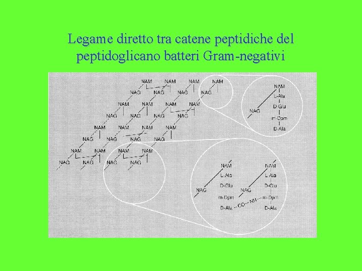 Legame diretto tra catene peptidiche del peptidoglicano batteri Gram-negativi 