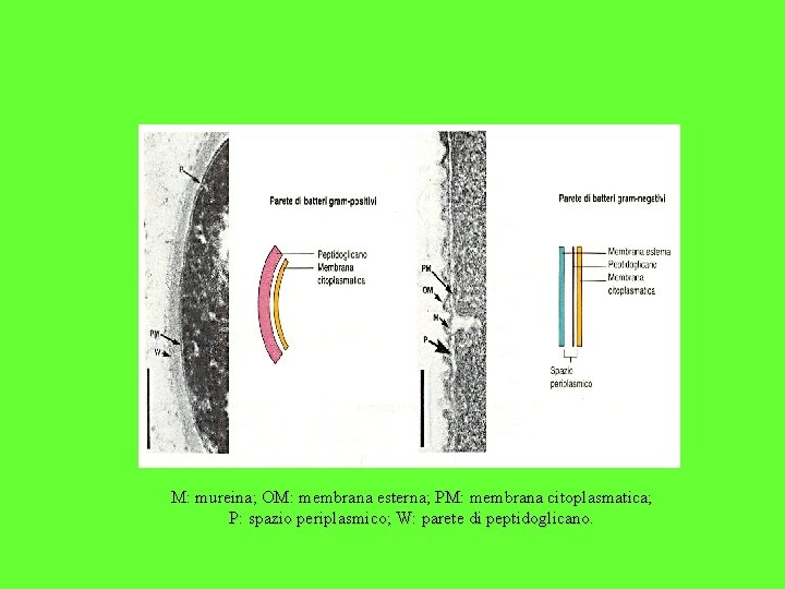M: mureina; OM: membrana esterna; PM: membrana citoplasmatica; P: spazio periplasmico; W: parete di