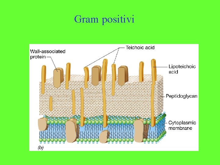 Gram positivi 