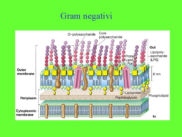 Gram negativi 