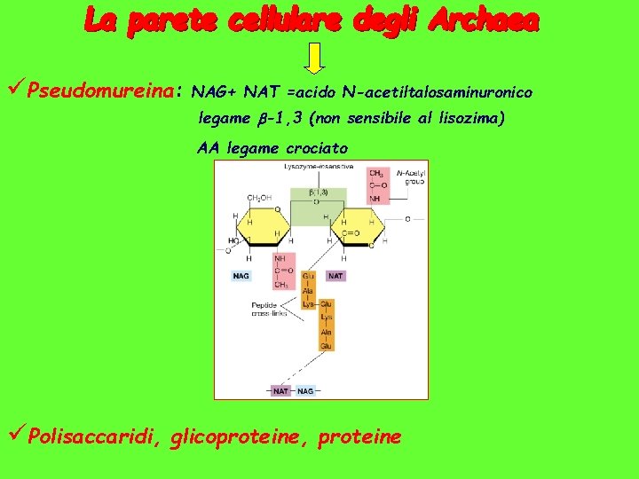 üPseudomureina: NAG+ NAT =acido N-acetiltalosaminuronico legame -1, 3 (non sensibile al lisozima) AA legame