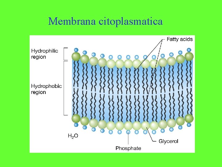 Membrana citoplasmatica 