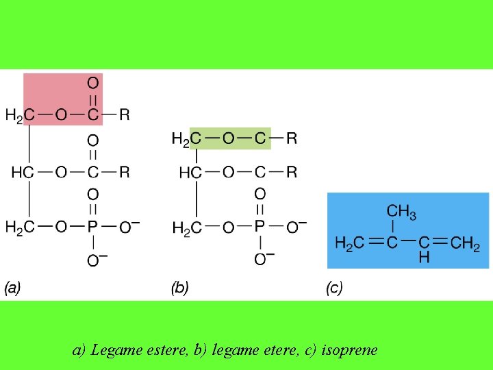 a) Legame estere, b) legame etere, c) isoprene 