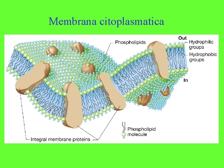 Membrana citoplasmatica 