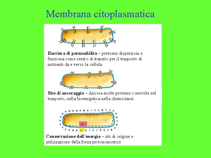 Membrana citoplasmatica Barriera di permeabilità – previene dispersioni e funziona come centro di transito