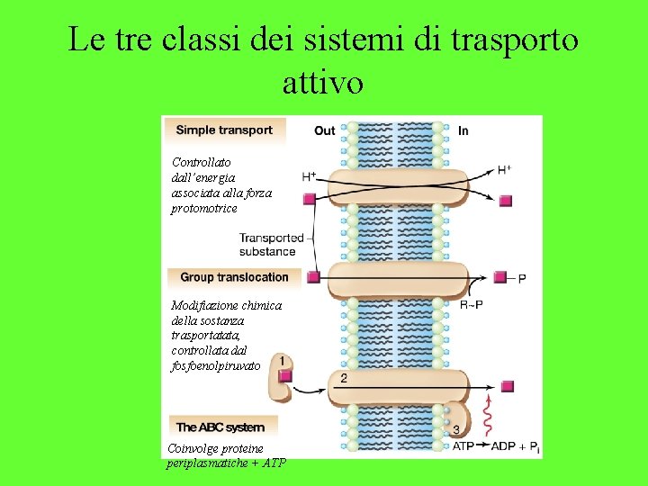 Le tre classi dei sistemi di trasporto attivo Controllato dall’energia associata alla forza protomotrice