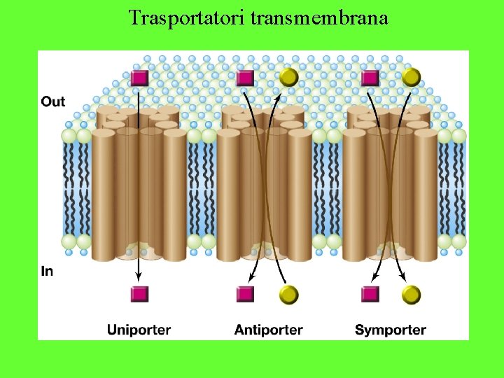 Trasportatori transmembrana 