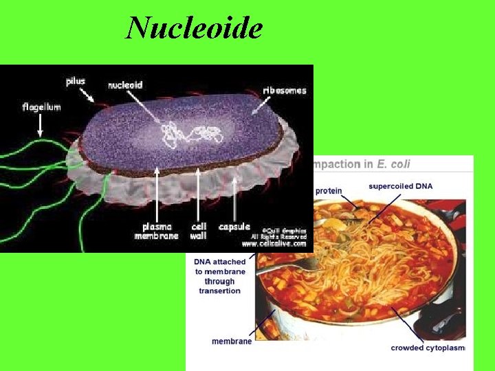 Nucleoide 