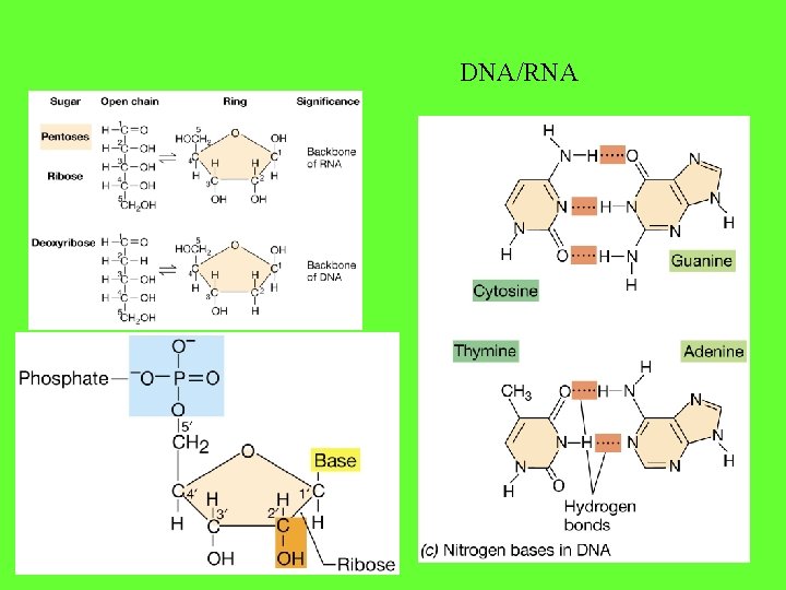 DNA/RNA 