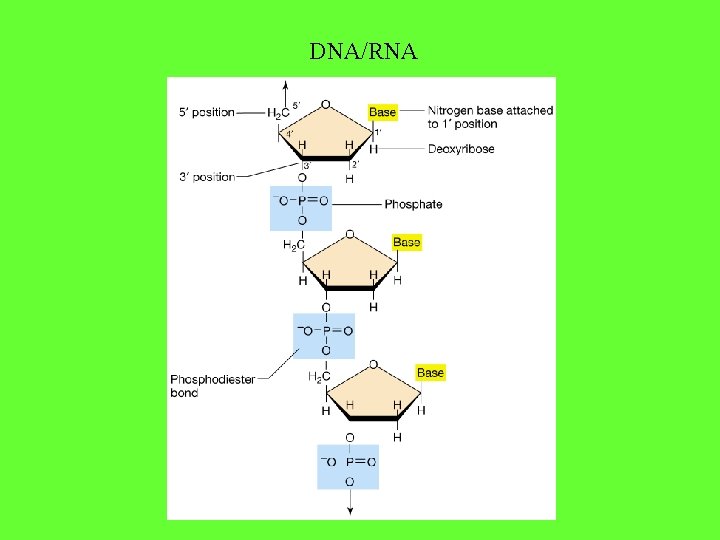 DNA/RNA 