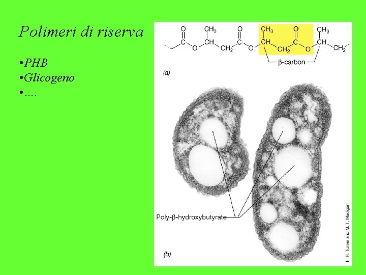 Polimeri di riserva • PHB • Glicogeno • …. 