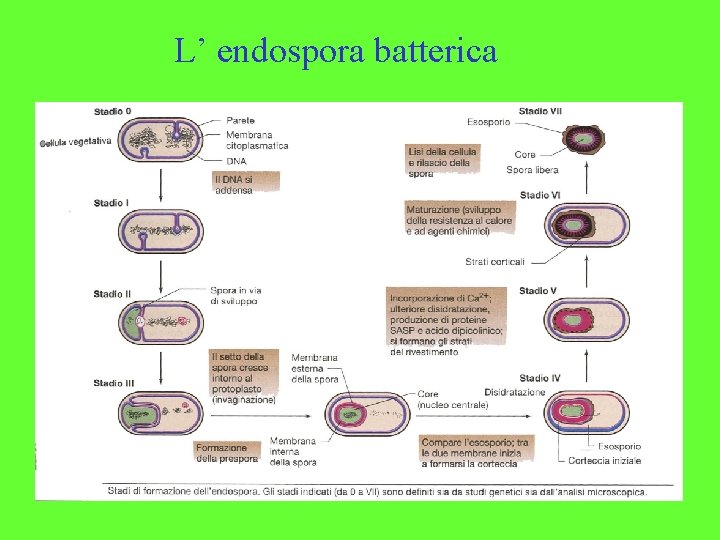 L’ endospora batterica 