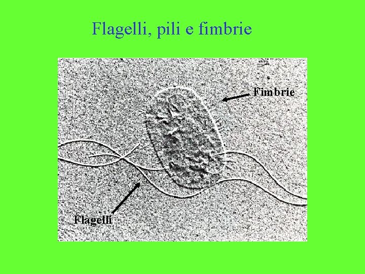 Flagelli, pili e fimbrie Flagelli 