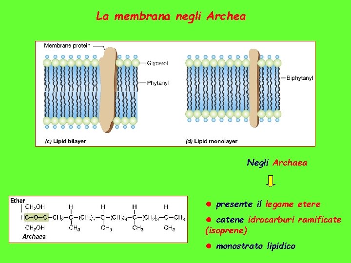 La membrana negli Archea Negli Archaea l presente il legame etere l catene idrocarburi