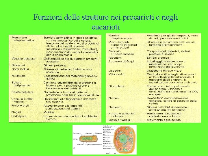 Funzioni delle strutture nei procarioti e negli eucarioti 