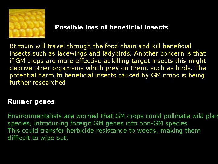 Possible loss of beneficial insects Bt toxin will travel through the food chain and