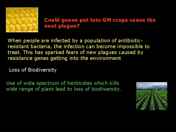 Could genes put into GM crops cause the next plague? When people are infected