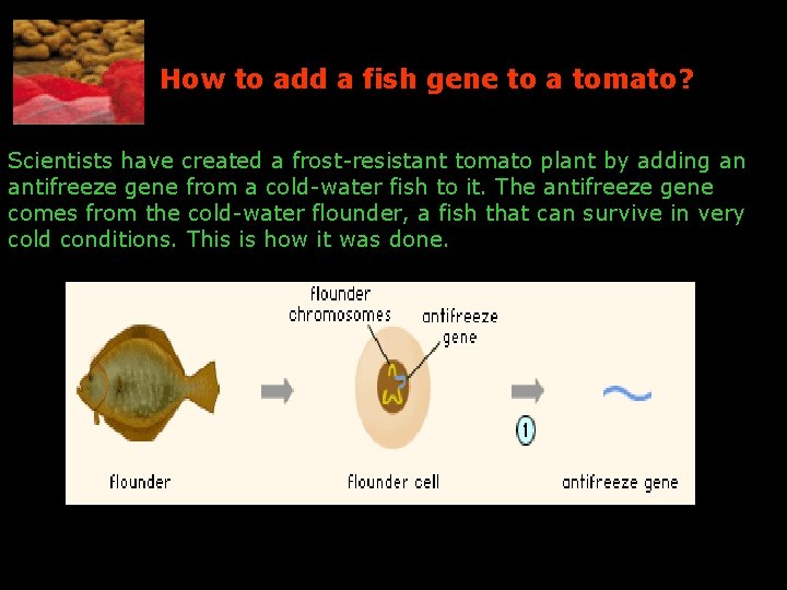 How to add a fish gene to a tomato? Scientists have created a frost-resistant