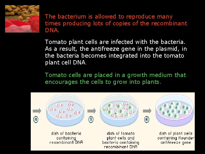  The bacterium is allowed to reproduce many times producing lots of copies of