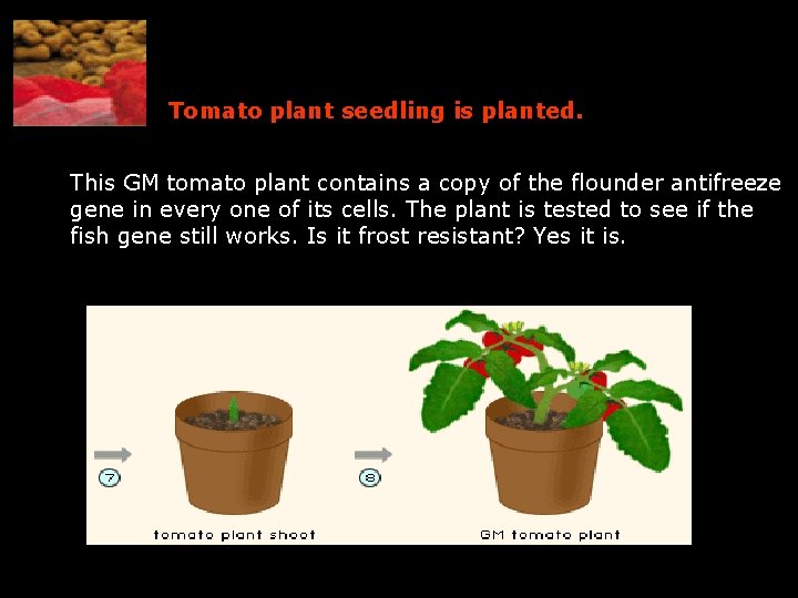  Tomato plant seedling is planted. This GM tomato plant contains a copy of