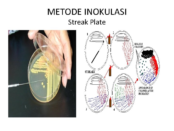 METODE INOKULASI Streak Plate 
