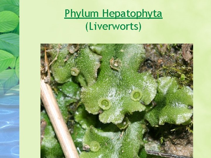 Phylum Hepatophyta (Liverworts) 