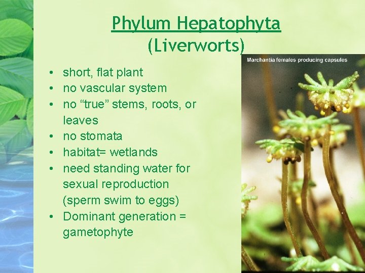 Phylum Hepatophyta (Liverworts) • short, flat plant • no vascular system • no “true”