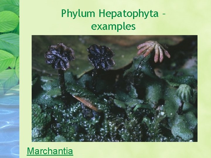 Phylum Hepatophyta – examples Marchantia 