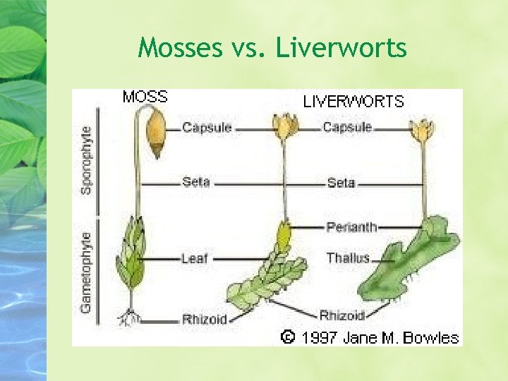 Mosses vs. Liverworts 