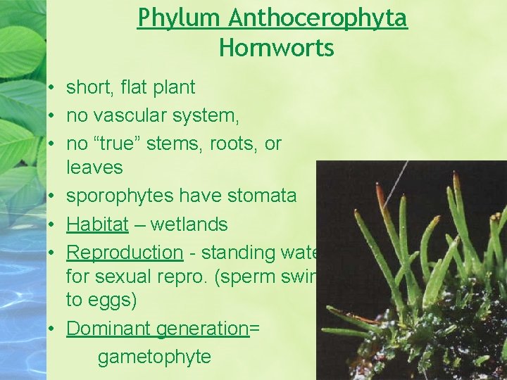 Phylum Anthocerophyta Hornworts • short, flat plant • no vascular system, • no “true”