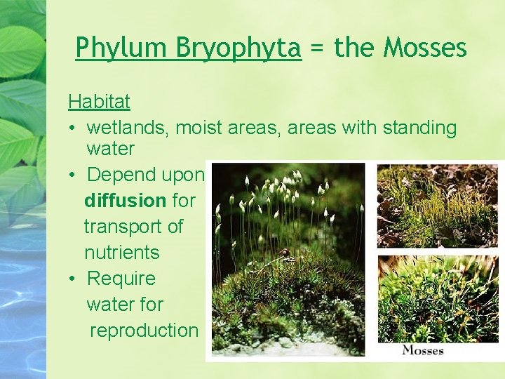 Phylum Bryophyta = the Mosses Habitat • wetlands, moist areas, areas with standing water
