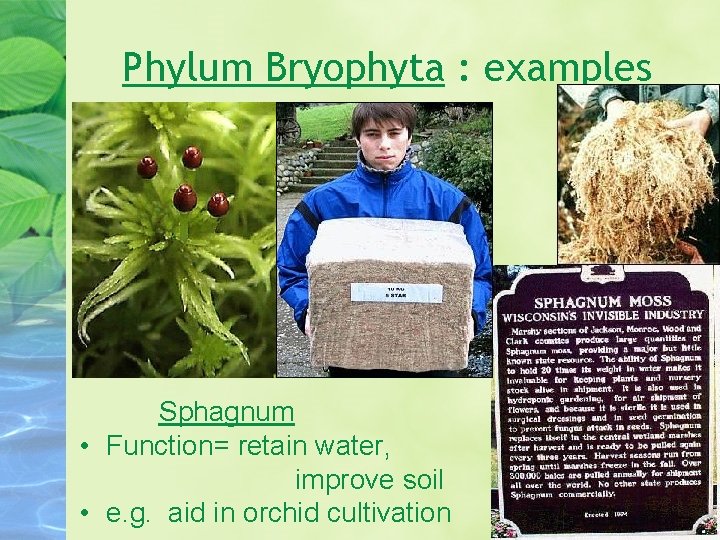 Phylum Bryophyta : examples Sphagnum • Function= retain water, improve soil • e. g.