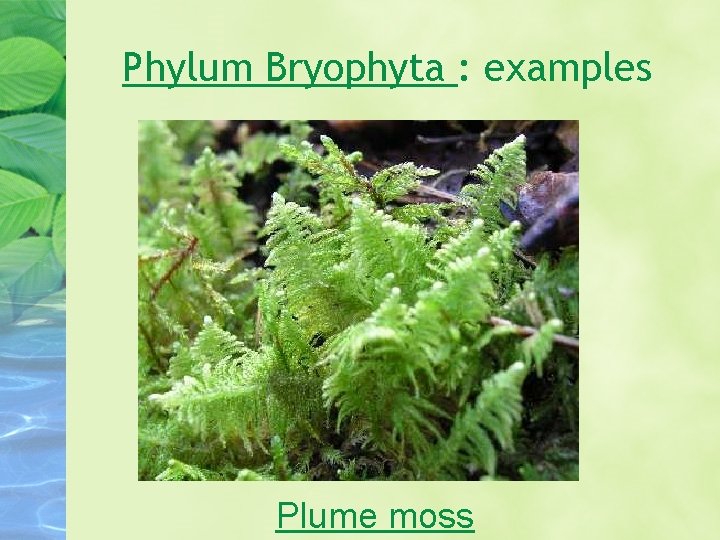 Phylum Bryophyta : examples Plume moss 
